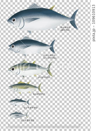 金槍魚類型和大小 109610913