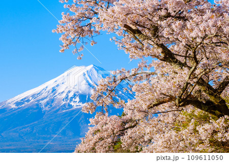 桜と富士山 109611050