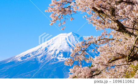 桜と富士山 109611062