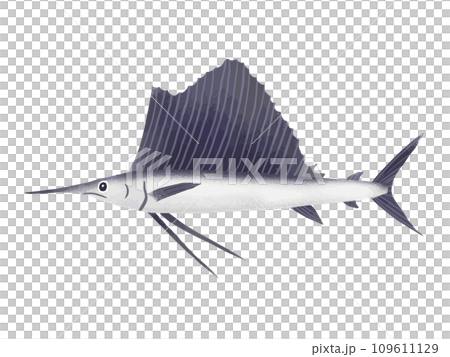 バショウカジキのイラスト素材 バショウカジキのイラスト素材 109611129