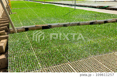 Fresh green seedlings in cassette tray in large greenhouse Fresh green seedlings in cassette tray in large greenhouse 109611257