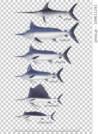 馬林魚的種類和大小 馬林魚的種類和大小 109611291