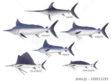 カジキの種類 109611293