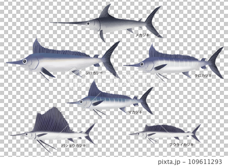 カジキの種類 109611293