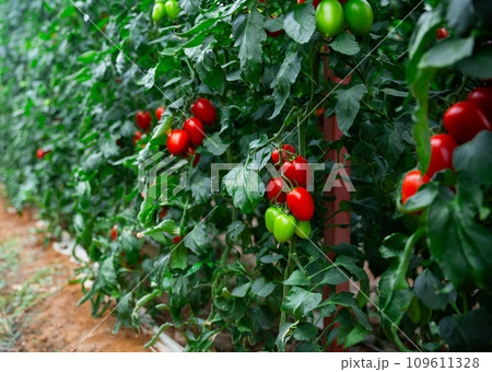 Red ripe tomatoes grow on branches in greenhouse Red ripe tomatoes grow on branches in greenhouse 109611328