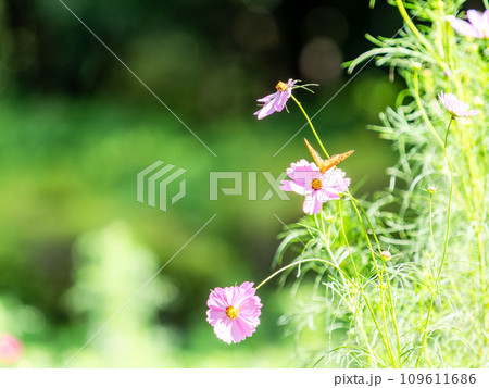 秋の景色　可憐でかわいいカラフルなコスモスの蜜を吸いに来たタテハチョウ 109611686