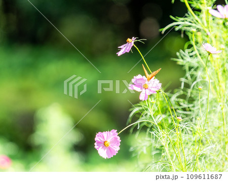 秋の景色　可憐でかわいいカラフルなコスモスの蜜を吸いに来たタテハチョウ 109611687