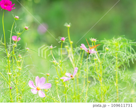 秋の景色　可憐でかわいいカラフルなコスモスの蜜を吸いに来たモンキ蝶 109611731