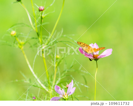 秋の景色　可憐でかわいいカラフルなコスモスの蜜を吸いに来たモンキ蝶 109611732
