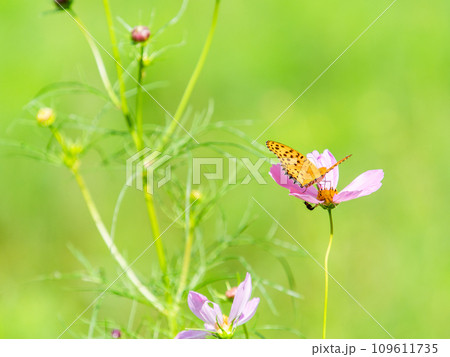 秋の景色　可憐でかわいいカラフルなコスモスの蜜を吸いに来たモンキ蝶 109611735