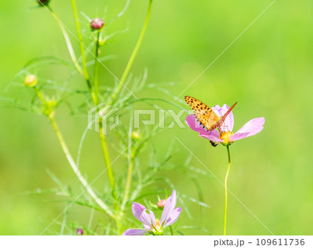 秋の景色　可憐でかわいいカラフルなコスモスの蜜を吸いに来たモンキ蝶 109611736