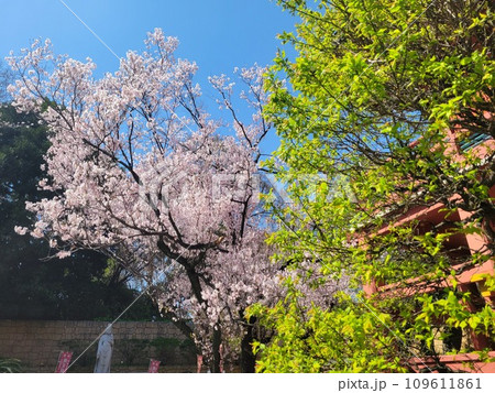 目黒不動の桜 109611861
