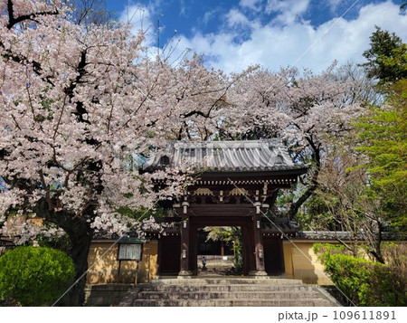 雑司ヶ谷鬼子母神近郊の桜 109611891