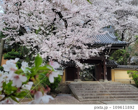 雑司ヶ谷鬼子母神近郊の桜 雑司ヶ谷鬼子母神近郊の桜 109611892
