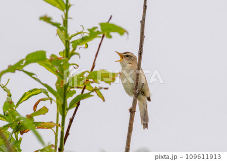 木の枝にとまって囀っているコヨシキリ 木の枝にとまって囀っているコヨシキリ 109611913