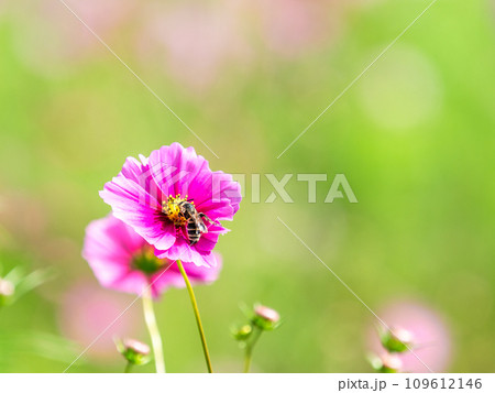 秋の景色　可憐でかわいいカラフルなコスモスの蜜を吸うミツバチ 109612146