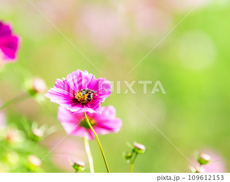 秋の景色　可憐でかわいいカラフルなコスモスの蜜を吸うミツバチ 109612153