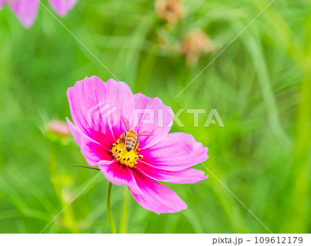 秋の景色 可憐でかわいいカラフルなコスモスの蜜を吸うミツバチ 秋の景色 可憐でかわいいカラフルなコスモスの蜜を吸うミツバチ 109612179