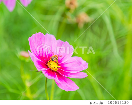 秋の景色　可憐でかわいいカラフルなコスモスの蜜を吸うミツバチ 109612180