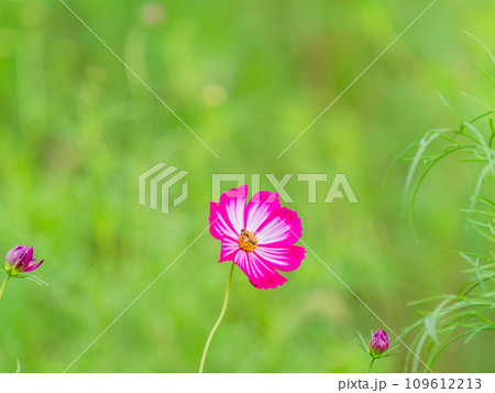 秋の景色　可憐でかわいいカラフルなコスモスの蜜を吸うミツバチ 109612213