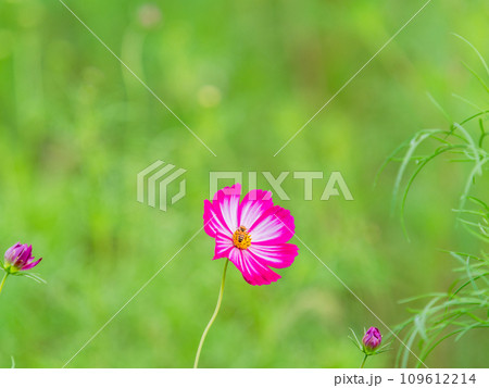 秋の景色　可憐でかわいいカラフルなコスモスの蜜を吸うミツバチ 109612214