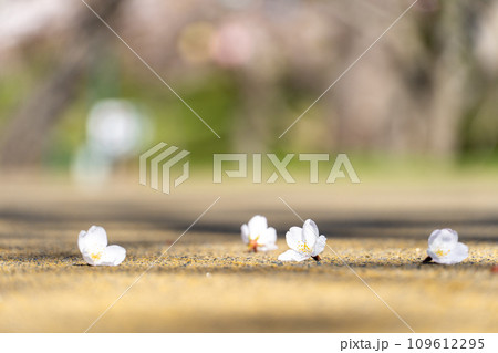 満開の花びらを付けたまま散った桜 109612295