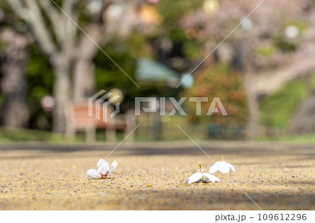 地面に落ちた儚い桜の花びら 109612296