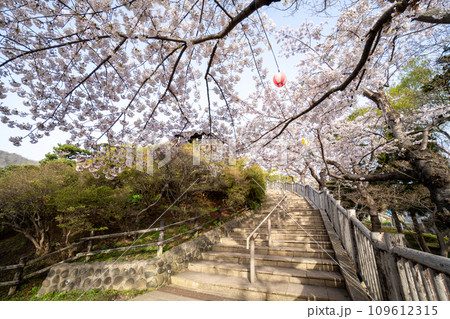 函館公園の満開の桜が美しい階段の風景 函館公園の満開の桜が美しい階段の風景 109612315