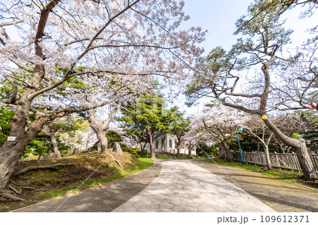 桜満開の函館公園 109612371