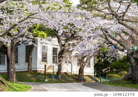 満開の桜と旧函館博物館一号の景色 109612379