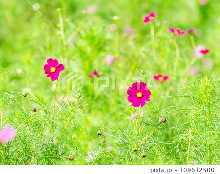 秋の景色 可憐でかわいいカラフルなコスモス 秋の景色 可憐でかわいいカラフルなコスモス 109612500