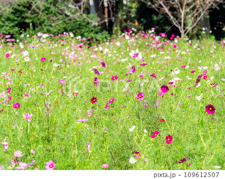 秋の景色　可憐でかわいいカラフルなコスモス 109612507