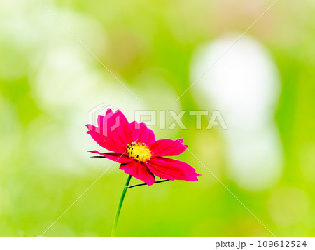秋の景色　可憐でかわいいカラフルなコスモス 109612524