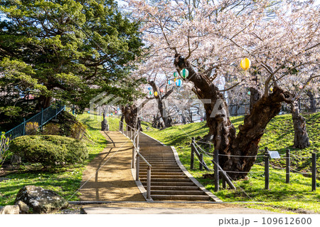 桜満開の明るい函館公園 109612600