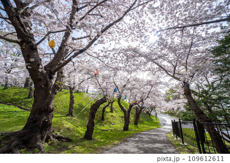 桜が見頃の函館公園の絶景 桜が見頃の函館公園の絶景 109612611
