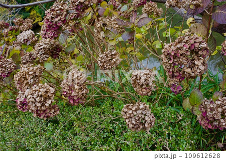 晩秋の枯れた紫陽花の花 109612628