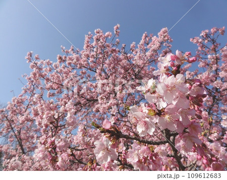 青空に映える満開の河津桜 青空に映える満開の河津桜 109612683