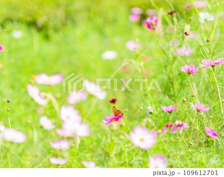 秋の景色 可憐でかわいいカラフルなコスモスの蜜を吸いに来たツマグロヒョウモン蝶 秋の景色 可憐でかわいいカラフルなコスモスの蜜を吸いに来たツマグロヒョウモン蝶 109612701