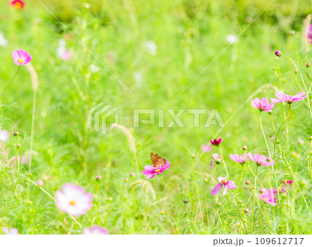 秋の景色　可憐でかわいいカラフルなコスモスの蜜を吸いに来たツマグロヒョウモン蝶 109612717
