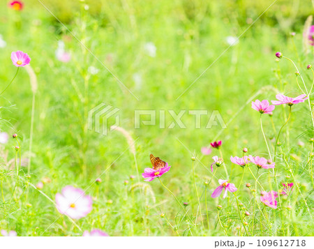 秋の景色　可憐でかわいいカラフルなコスモスの蜜を吸いに来たツマグロヒョウモン蝶 109612718