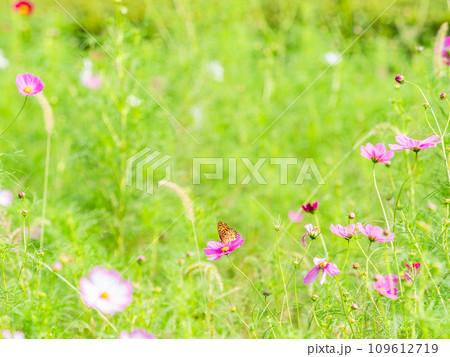 秋の景色　可憐でかわいいカラフルなコスモスの蜜を吸いに来たツマグロヒョウモン蝶 109612719
