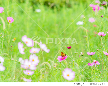 秋の景色　可憐でかわいいカラフルなコスモスの蜜を吸いに来たツマグロヒョウモン蝶 109612747