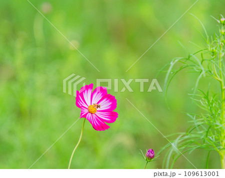秋の景色　可憐でかわいいカラフルなコスモスの蜜を吸うミツバチ 109613001