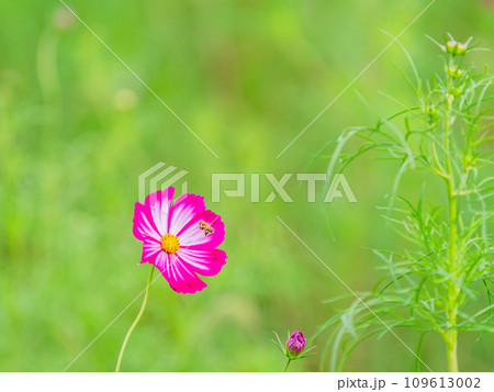 秋の景色　可憐でかわいいカラフルなコスモスの蜜を吸うミツバチ 109613002