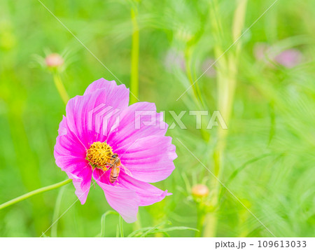 秋の景色　可憐でかわいいカラフルなコスモスの蜜を吸うミツバチ 109613033