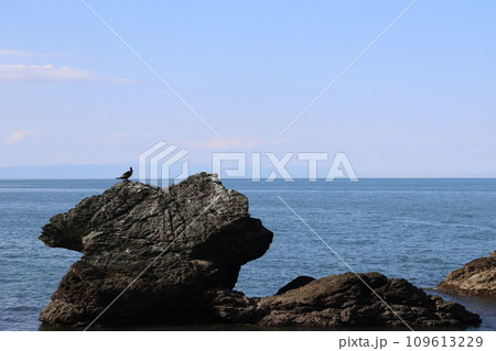 海と岩場と鳥 109613229