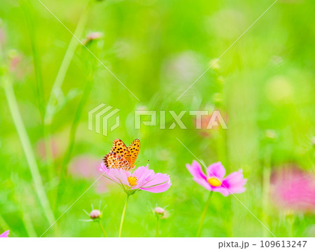秋の景色　可憐でかわいいカラフルなコスモスの蜜を吸いに来たツマグロヒョウモン蝶 109613247