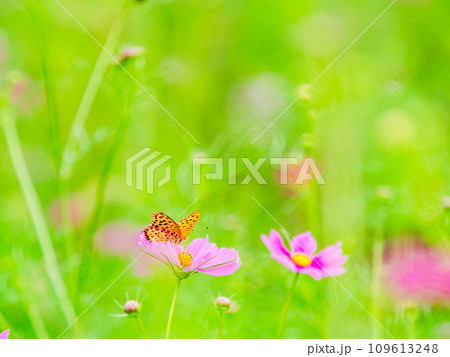 秋の景色 可憐でかわいいカラフルなコスモスの蜜を吸いに来たツマグロヒョウモン蝶 秋の景色 可憐でかわいいカラフルなコスモスの蜜を吸いに来たツマグロヒョウモン蝶 109613248