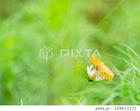秋の景色　可憐でかわいいカラフルなコスモスの蜜を吸いに来たツマグロヒョウモン蝶 109613272