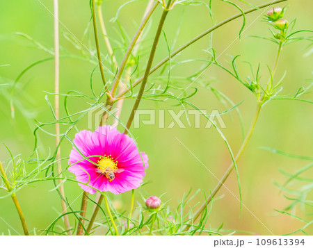 秋の景色 可憐でかわいいカラフルなコスモスの蜜を吸うミツバチ 秋の景色 可憐でかわいいカラフルなコスモスの蜜を吸うミツバチ 109613394